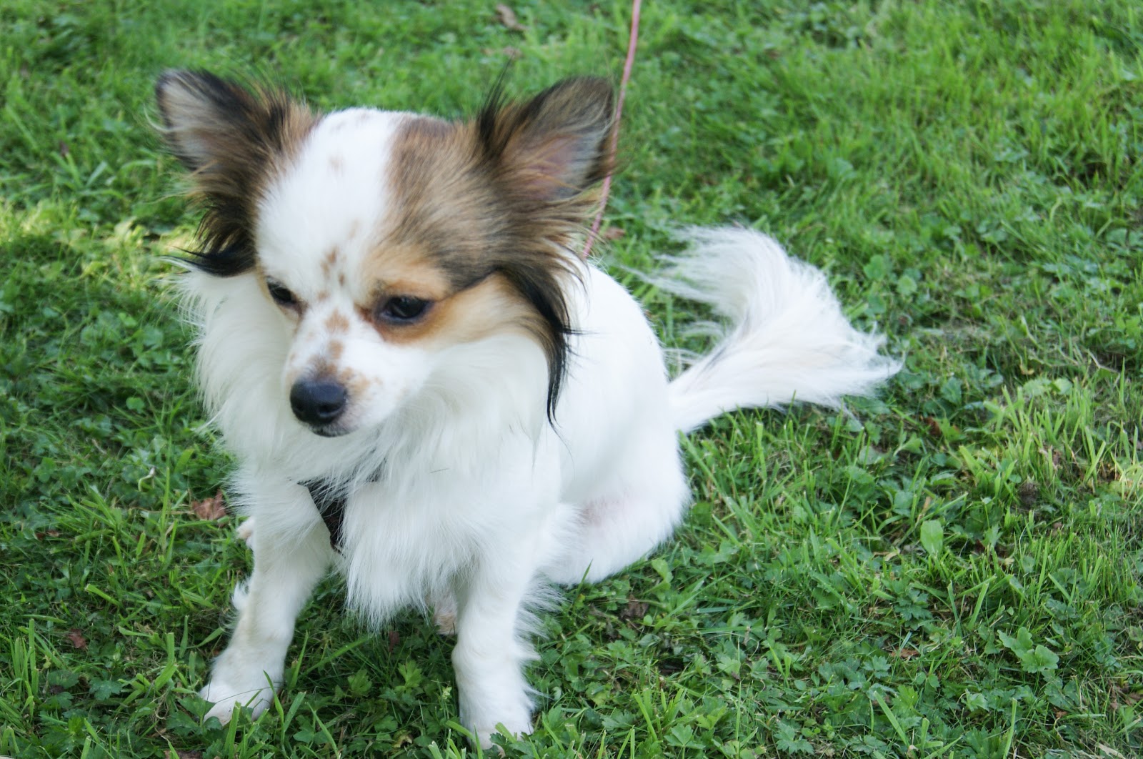 Outfit | Zwarte maxi dress en bruine details Chihauhau onze hond