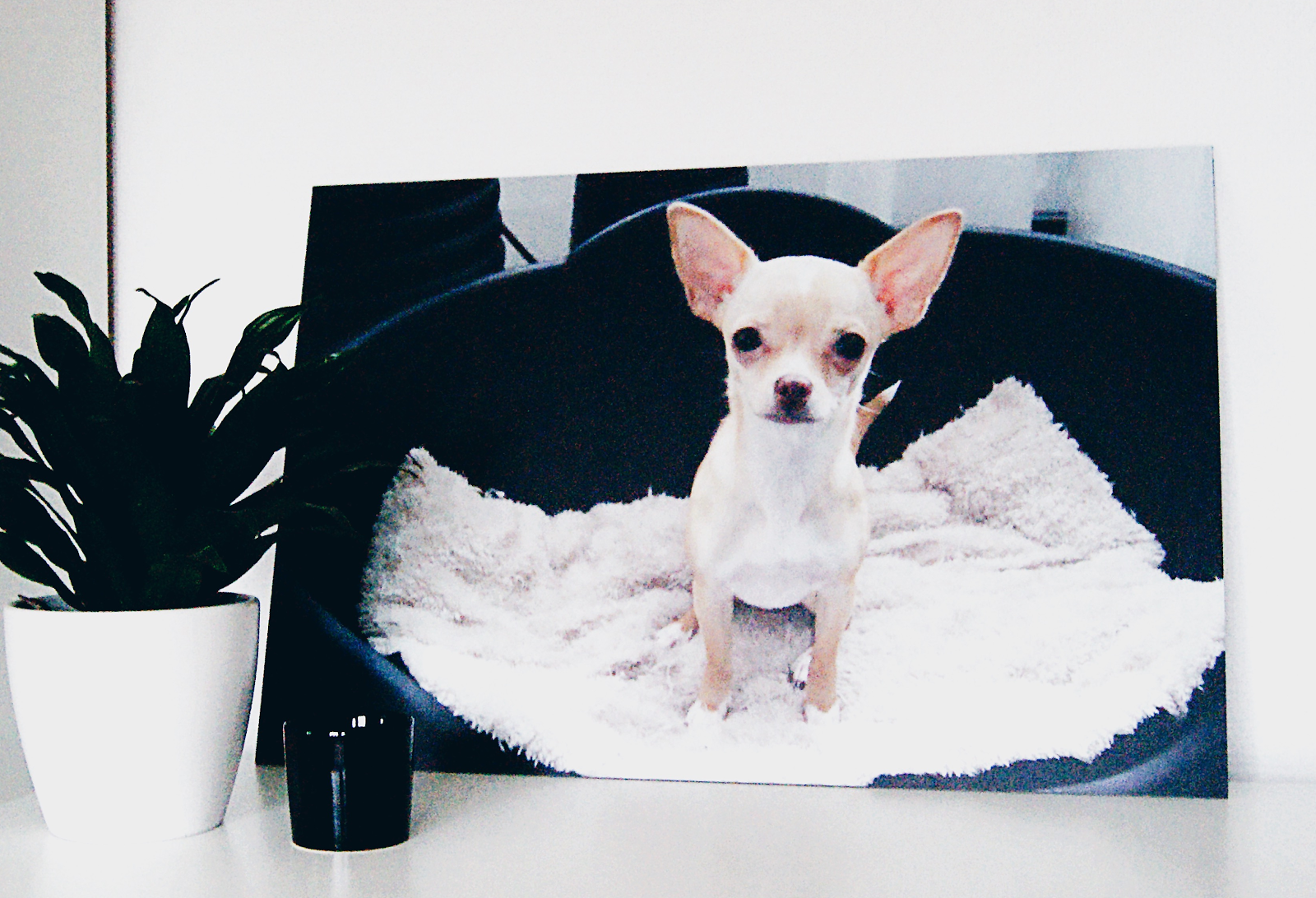 Een foto van onze hond op canvas Een foto van onze hond op canvas
