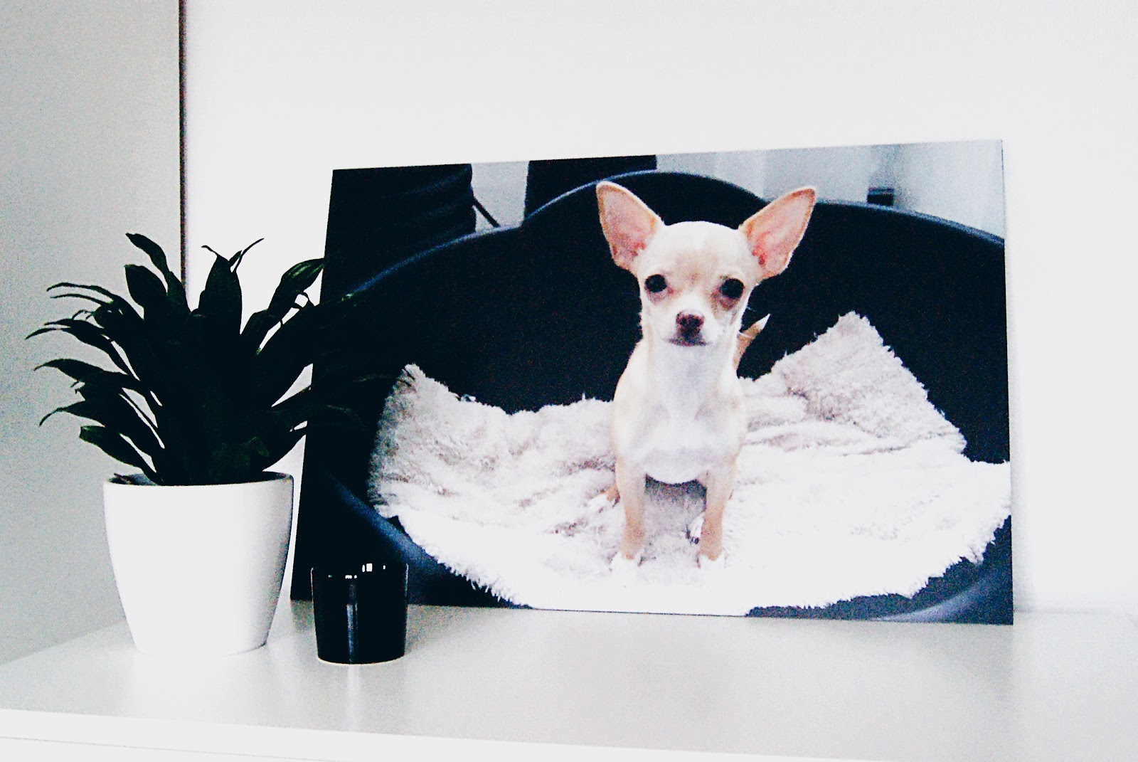Een foto van onze hond op canvas Een foto van onze hond op canvas