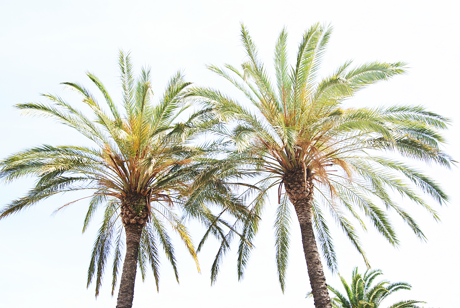 Palmbomen in Spanje
