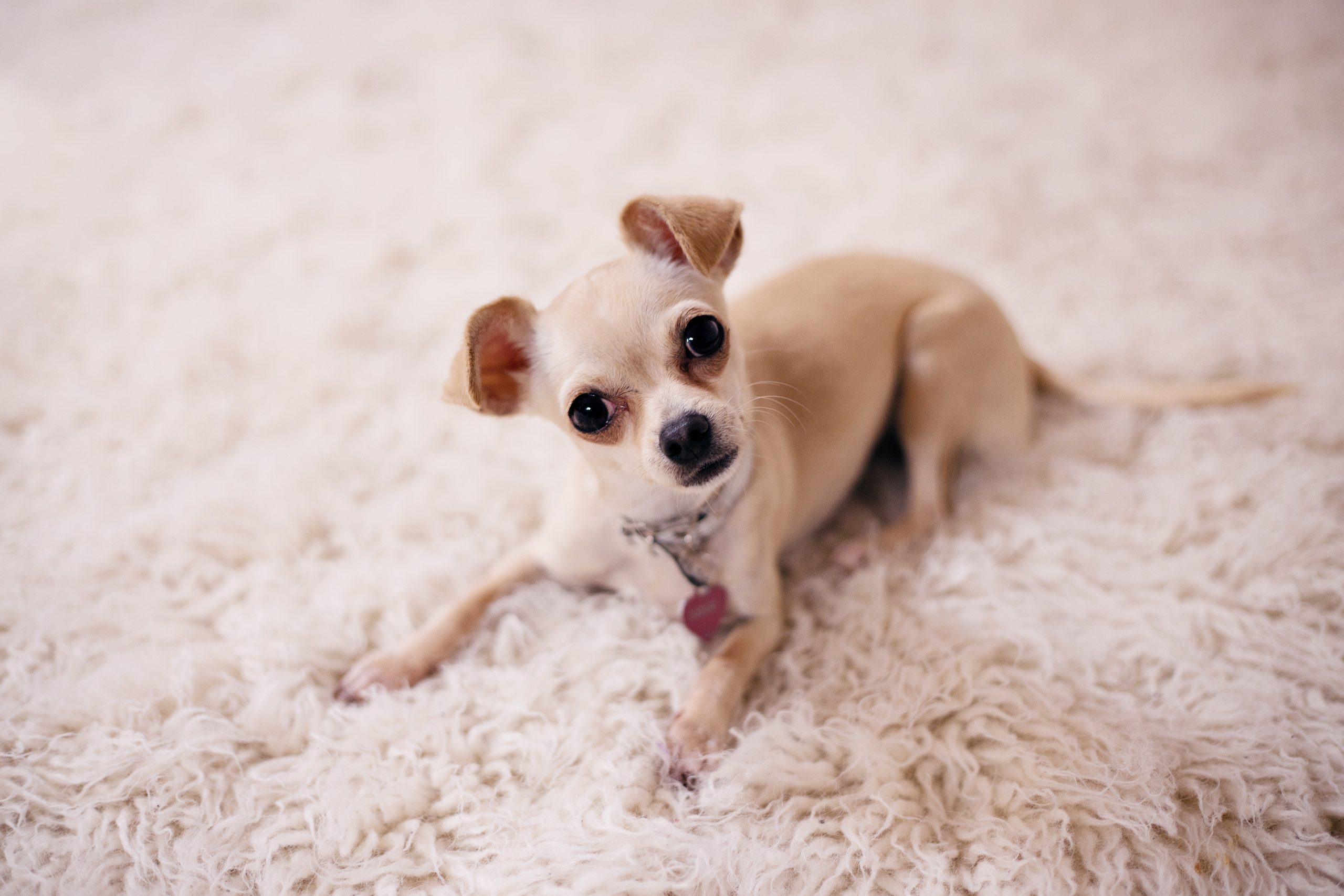 Hoogpolig tapijt en hond