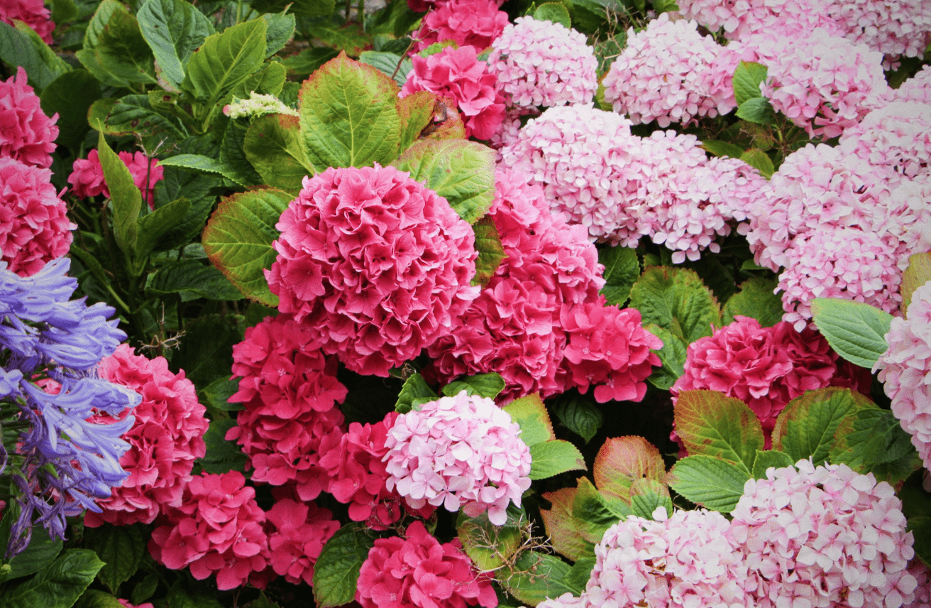 hortensia buitentuin overkapping