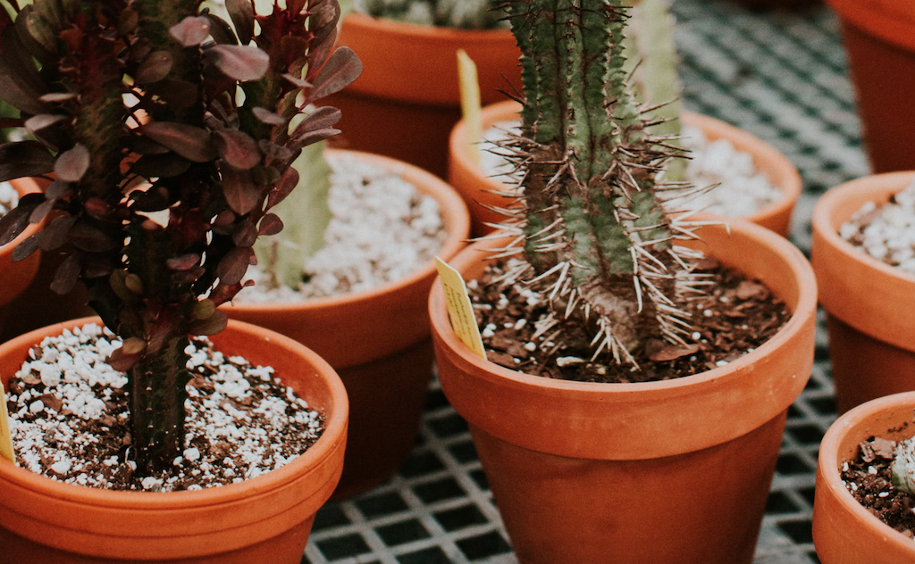 cactus planten