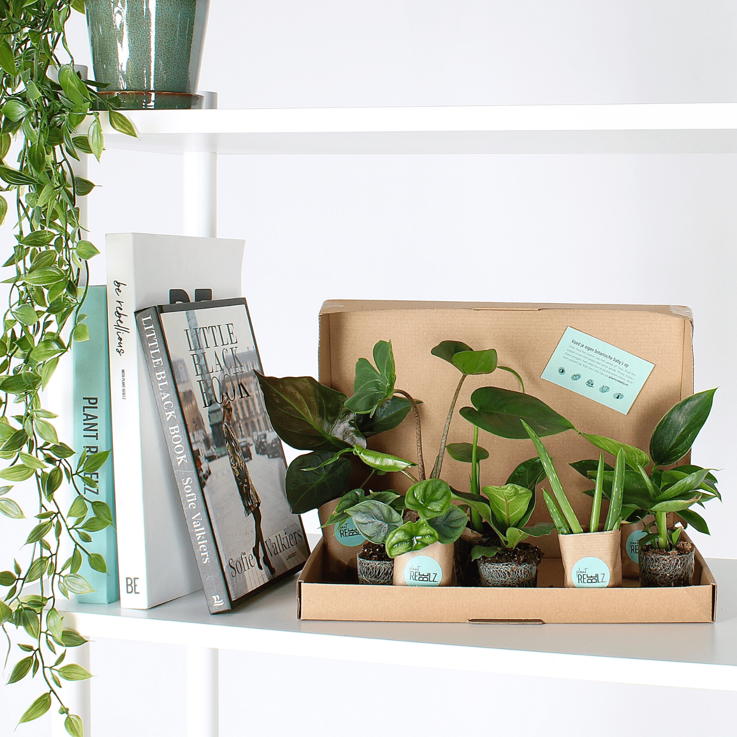 Haal meer groen in huis met PlantRebelz. Met kamerplanten en stekjes uit hen eigen kassen
