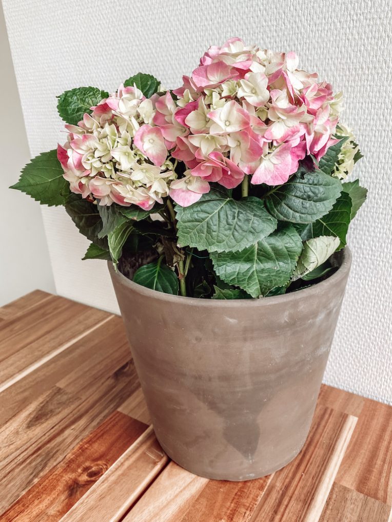 Kamerhortensia plant